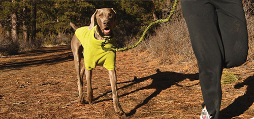 10 rules of running with your dog