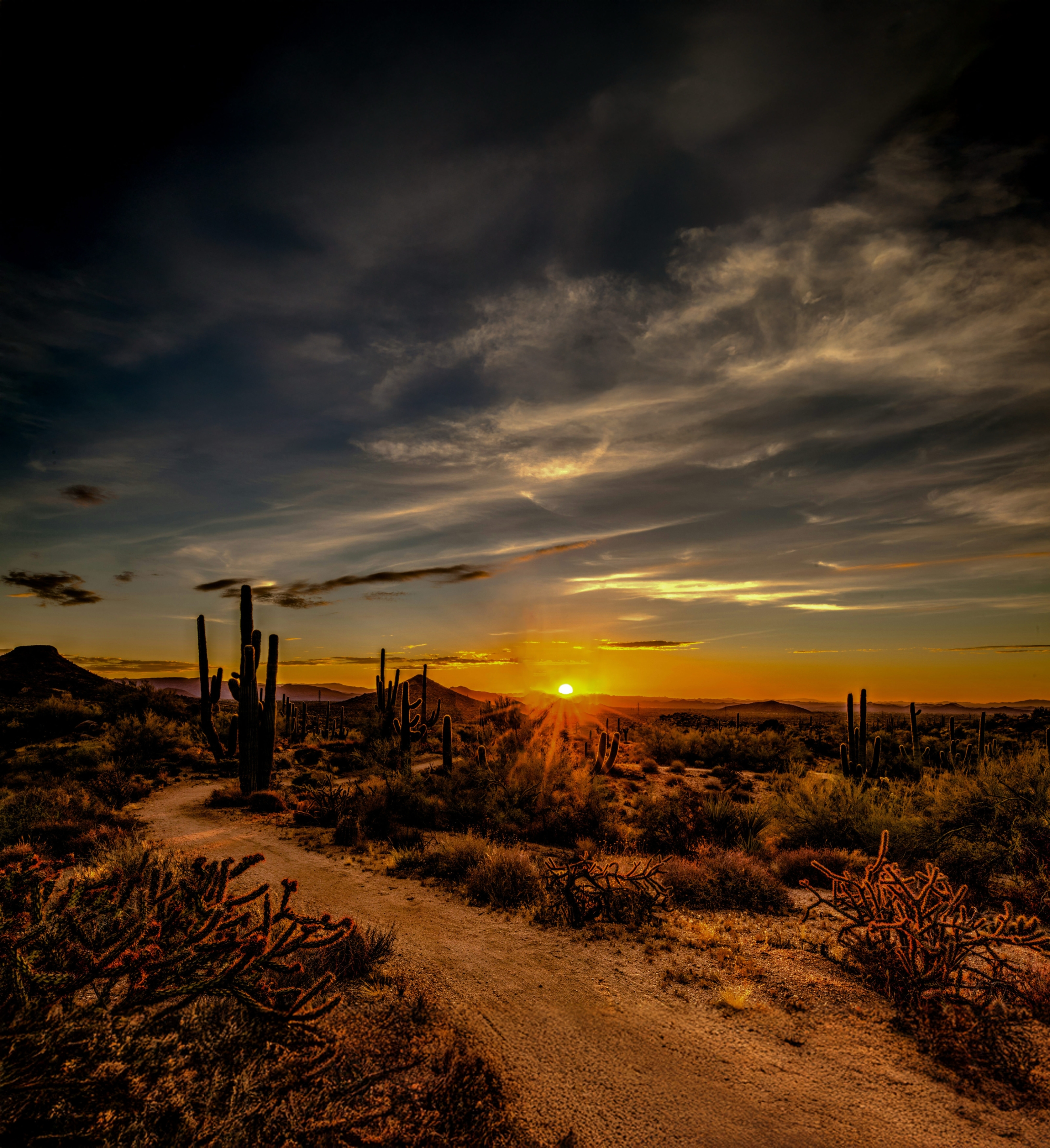 Desert trail winding through cacti and shrubs at sunset with dramatic cloudy sky.