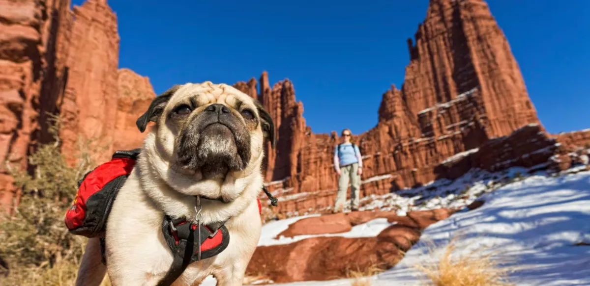 Outdoor patio seating area with fire pit, black chairs around it, picnic tables under a pergola, string lights, and mountains in the background at sunset.